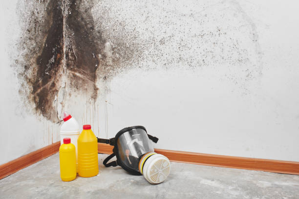 Flat Rock, MI Mold Removal Company