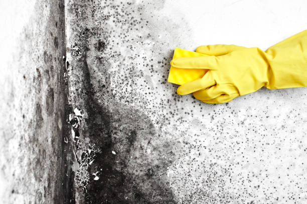 Best Mold Removal Process  in Flat Rock, MI