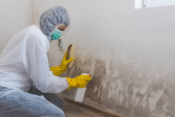 Best Mold Testing  in Flat Rock, MI
