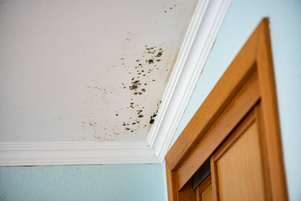 Best Toxic Mold Removal  in Flat Rock, MI