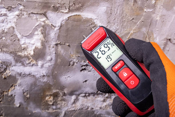 Best Commercial Mold Removal  in Flat Rock, MI