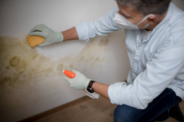 Best Mold Removal Near Me  in Flat Rock, MI