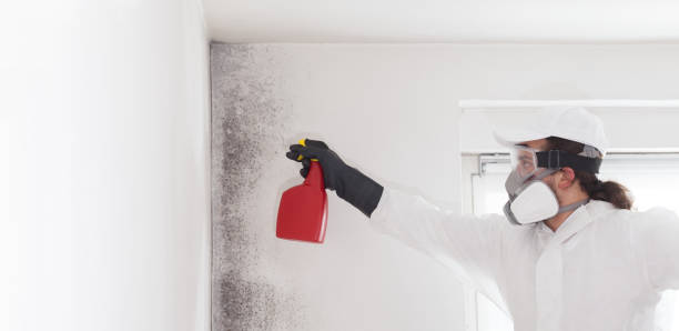 Best Mold Removal Company Near Me  in Flat Rock, MI
