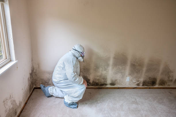 Best Local Mold Removal Service  in Flat Rock, MI