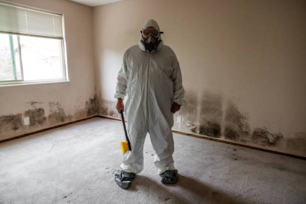 Mold Removal and Inspection in Flat Rock, MI
