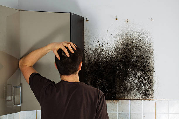 Best Mold Damage Repair  in Flat Rock, MI