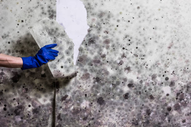 Best Mold Remediation  in Flat Rock, MI